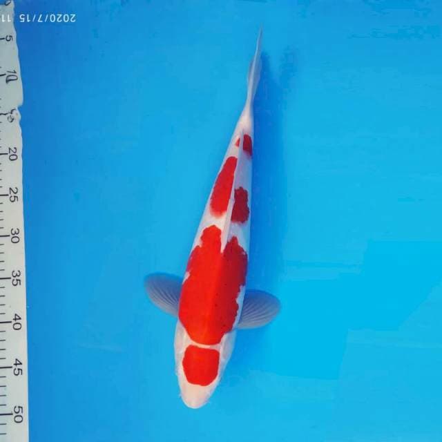 SOCHI 8 ~ MARUTEN KOHAKU ™