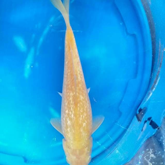 Karasi ginrin 28 cm