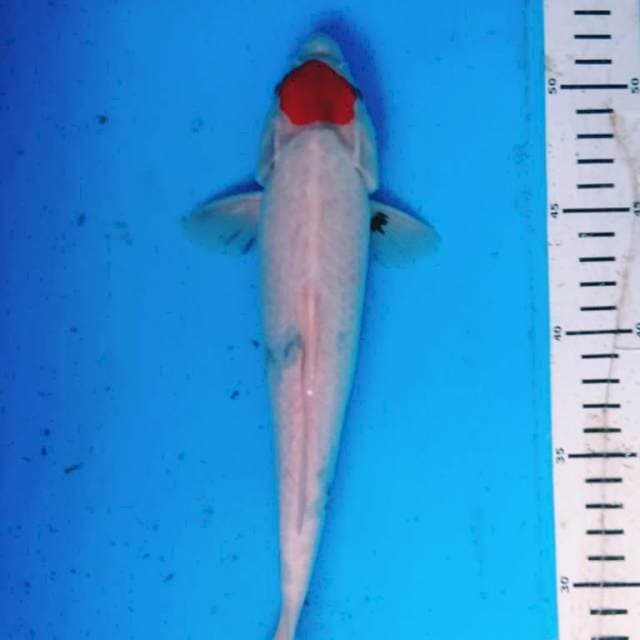 Tancho showa tategoi 25cm