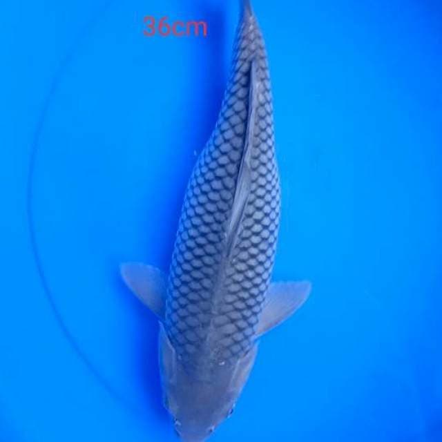 sarogoi betina