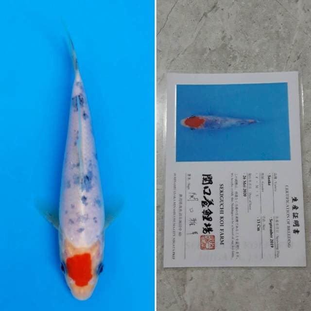 Sekiguchi tancho sanke 15cm sertifikat