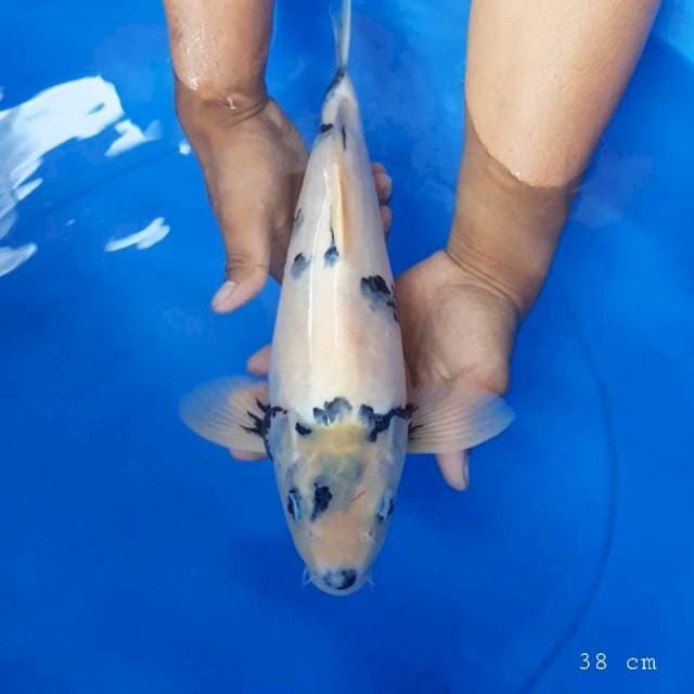 Shiro tategoi 38 cm
