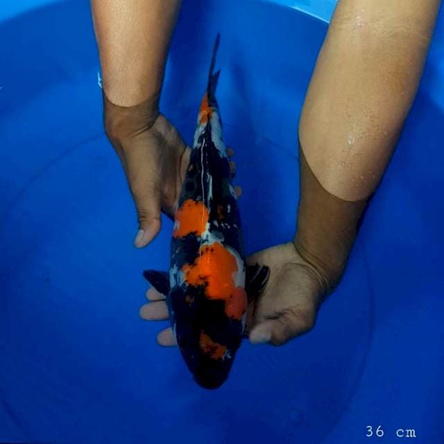 Doitsu showa 36 cm