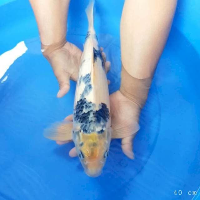 Shiro tategoi 40 cm