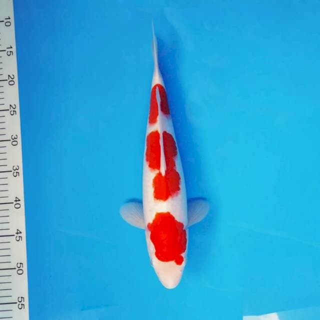 SOCHI 9 ~ KOHAKU ™