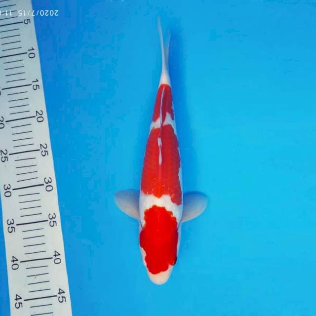 SOCHI 11 ~ KOHAKU 3 STEPS ™