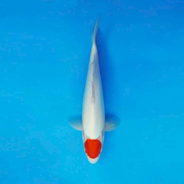 SOCHI 15 ~ TANCHO ™