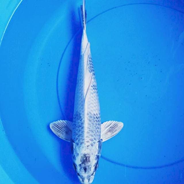 Antik 37cm male