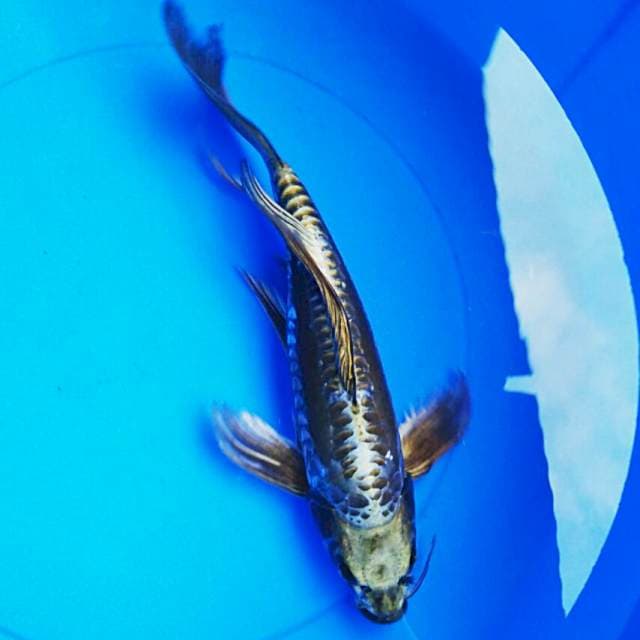 Kumpay limited 35cm male