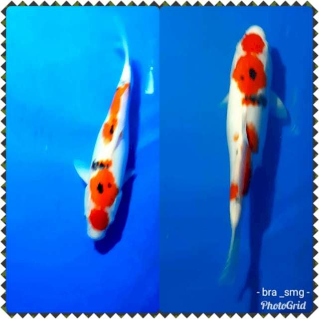 Maruten sanke 35