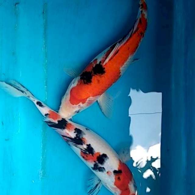 Sanke (2ekor) 29-31cm