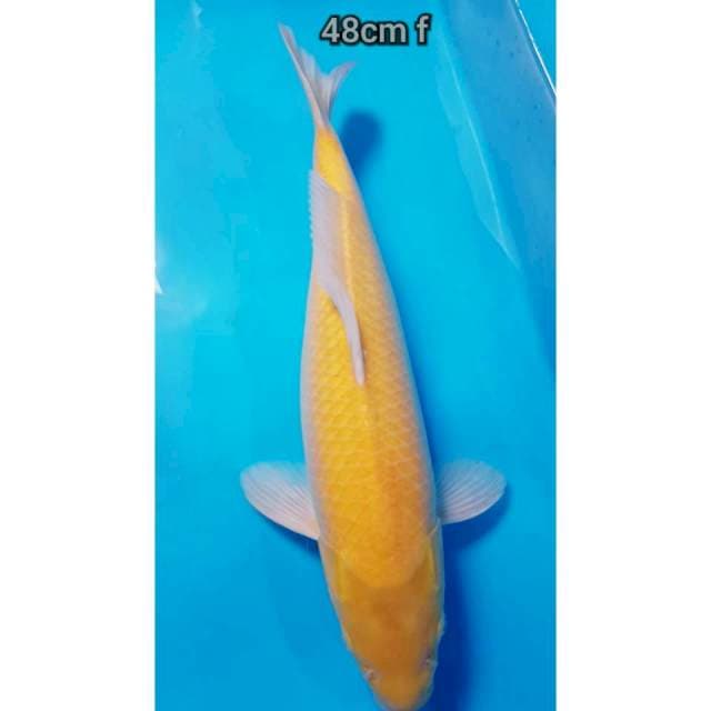 ANEKA 5 ~ Karasi mata merah 48cm