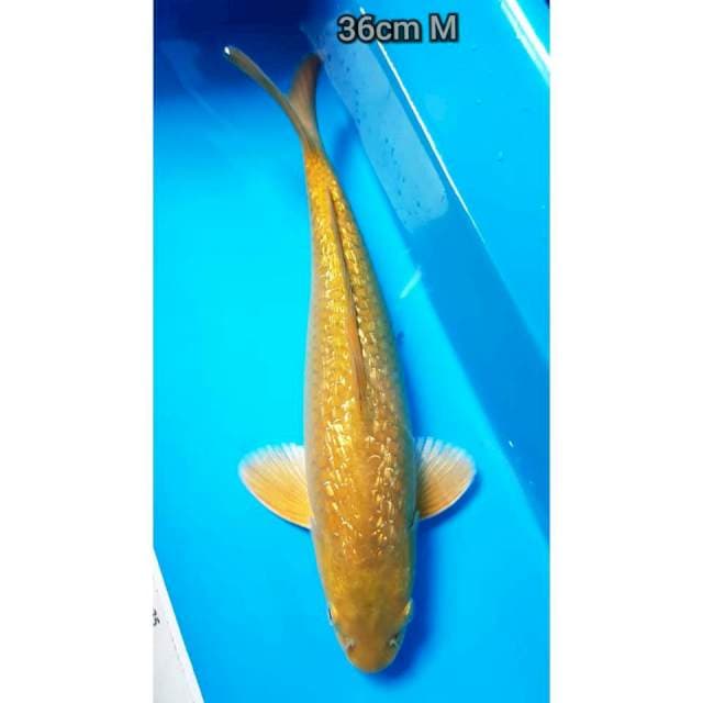 ANEKA 6 ~ Midori ginrin Jantan 36cm