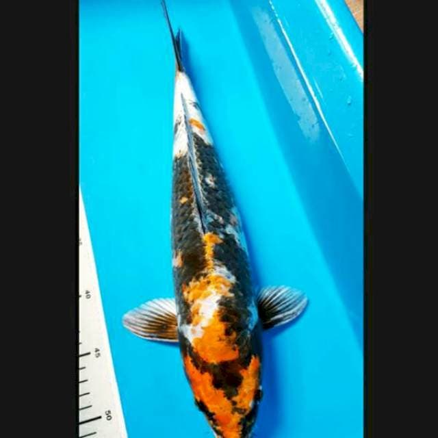 ANEKA 10 ~ Kin showa 42cm