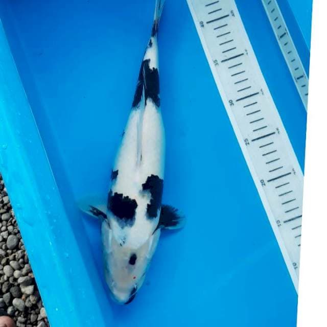 Shiro 35 cm