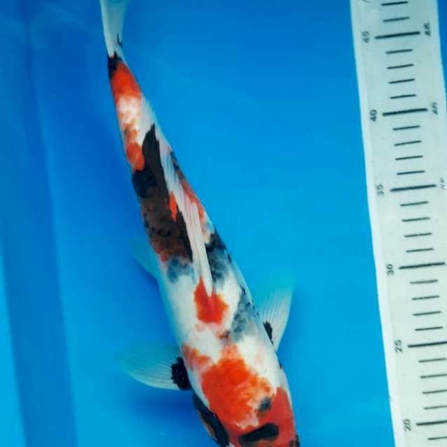 Showa 35cm