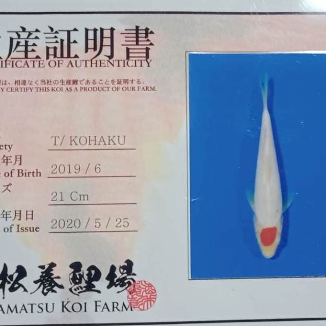 Tancho kohaku import tosai