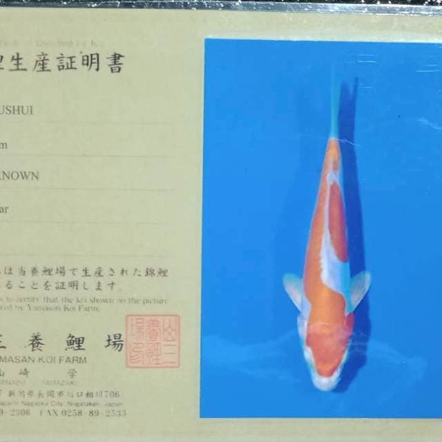 Kikushui import yamasan
