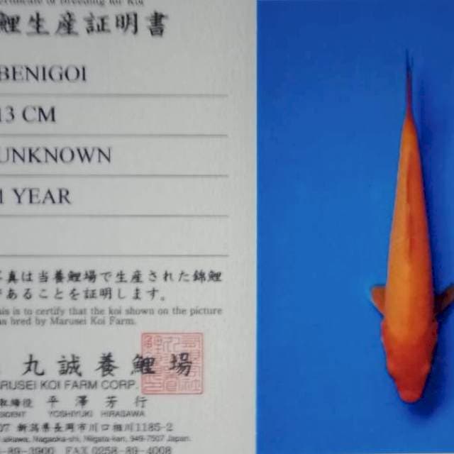 Benigoi import tembus marusei farm