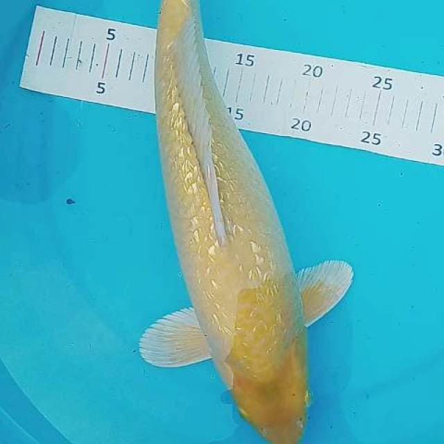 Karashi ginrin munuk 40 cm