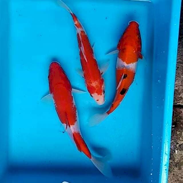 Paket 3 ekor 22_24cm