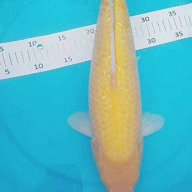 Ginrin jumbo 45 cm