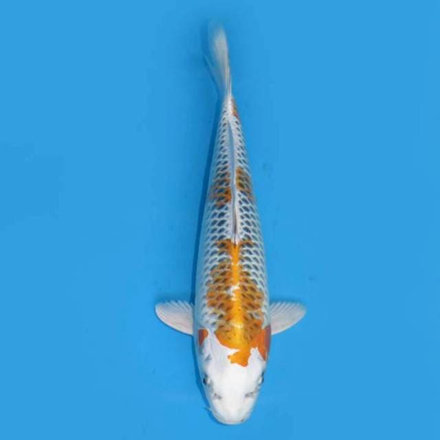 32cm , Yellow Kujaku 