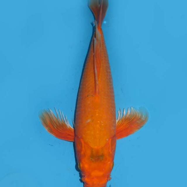 40cm , Orenji Kumpay 