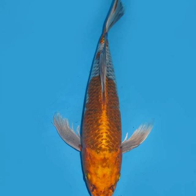 38cm , Kumpay Ginga