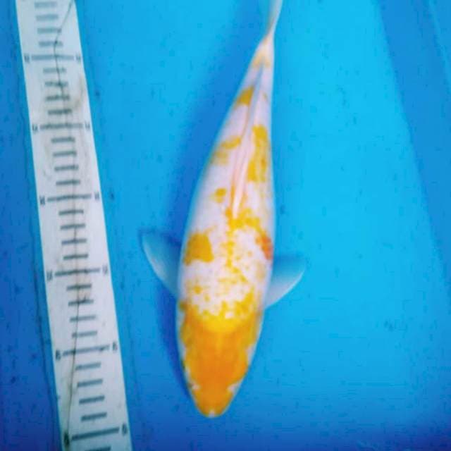 KOYO MATA MERAH 