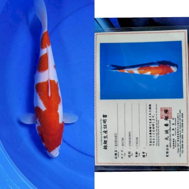 Kohaku marusei serti