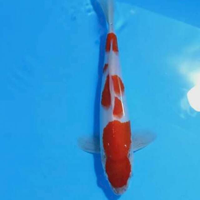 Kohaku