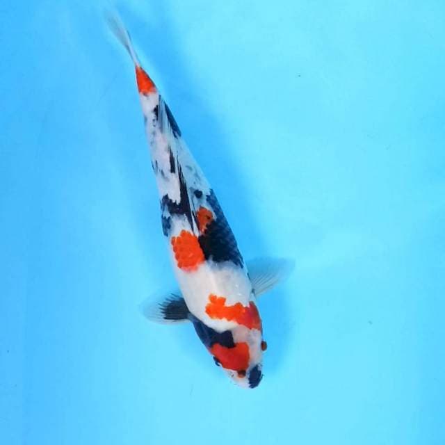 1. Showa || 34 cm