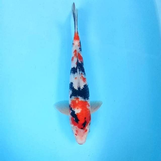 3. Kindai Showa || 38 cm || Jantan