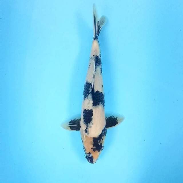 4. Shiro || 37 cm || Jantan