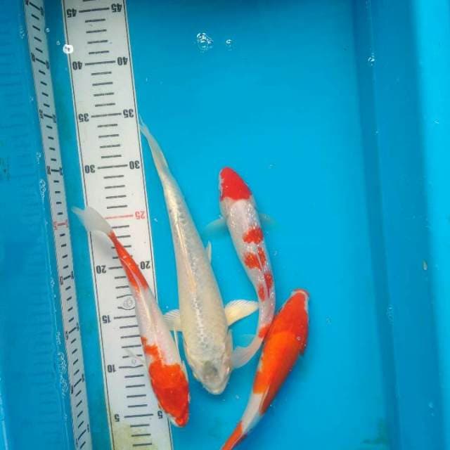 Pahe mix merah putih