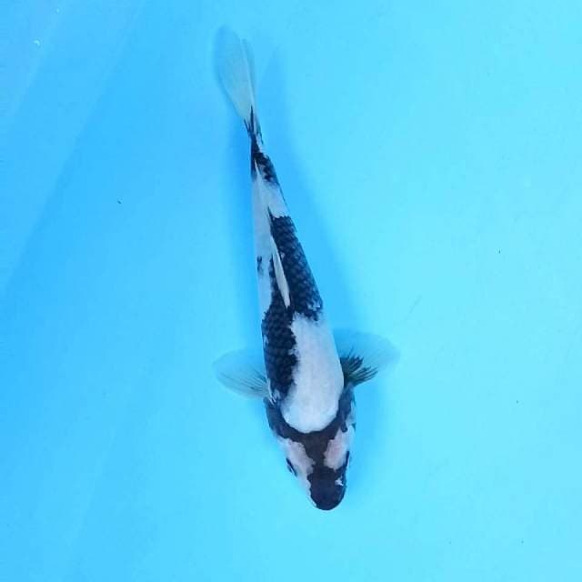 7. Shiro || 27 cm