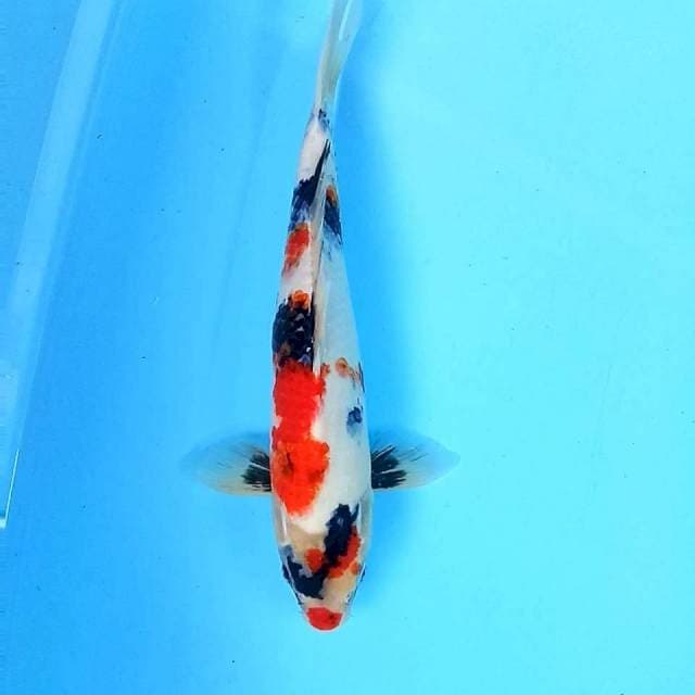 9. Kindai Showa || 37 cm