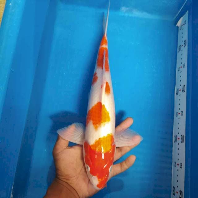 Kohaku