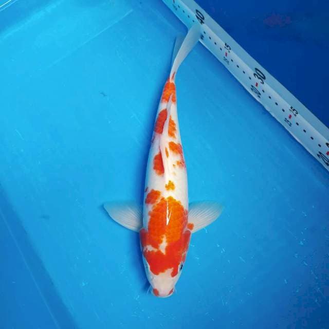 Kohaku