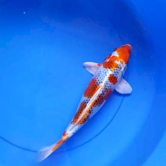 Kujaku bulki 34cm 