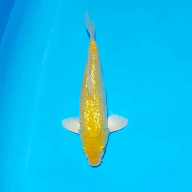 Gindrin 31 male bulky