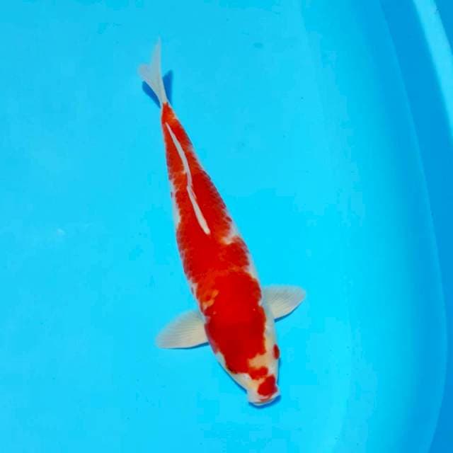 Kohaku male 34cm