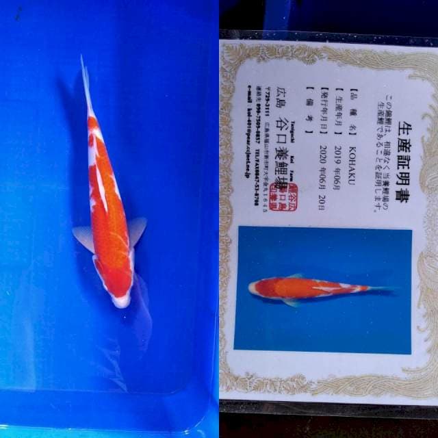 Kohaku taniguchi serti