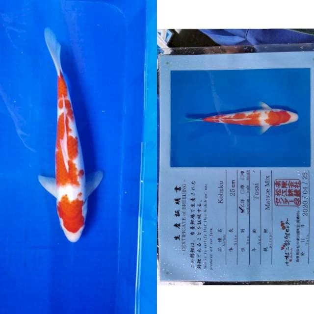 Kohaku serti matsue