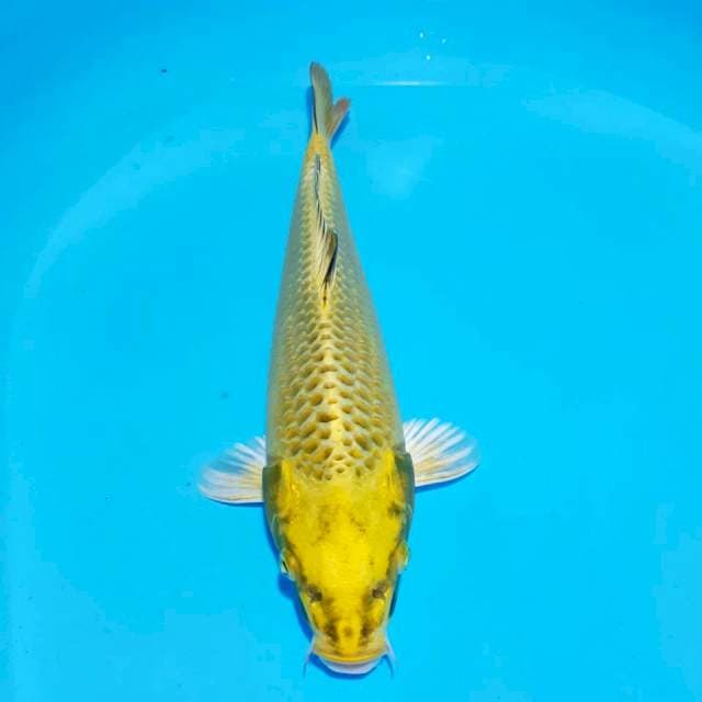 Mukasi male 32 cm