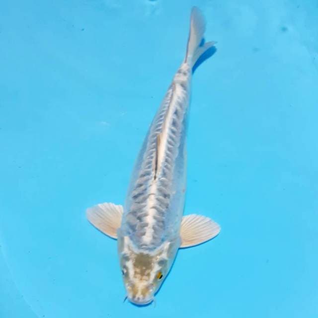 Kikko 33cm male
