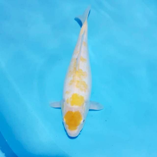 Koyo mata merah 34cm