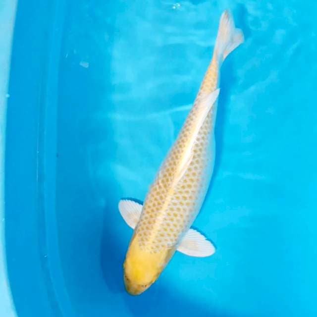 Ogon gendong telur 47cm