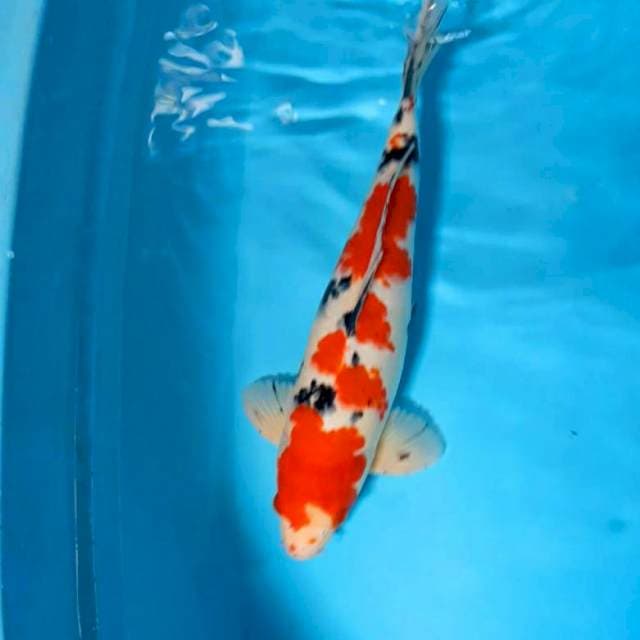 Sanke 40cm male